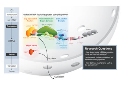 Pre-export mRNA-protein complex in the nucleus