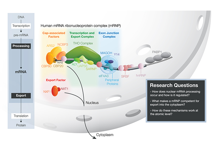 Pre-export mRNA-protein complex in the nucleus