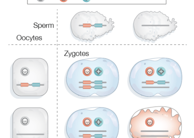 Classic inheritance pattern of Toxin-Antidote elements in C.elegans