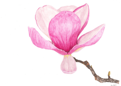 Magnolia