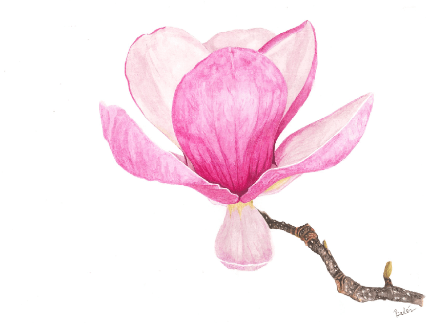 Magnolia