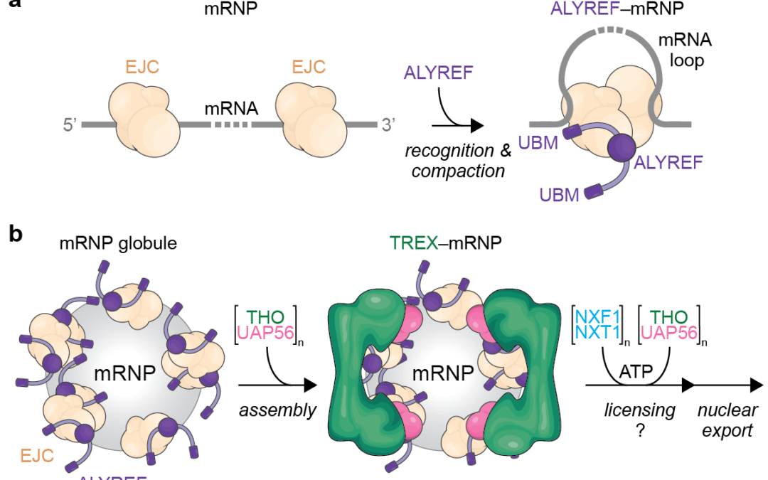 Model for mRNA packaging