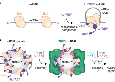 Model for mRNA packaging