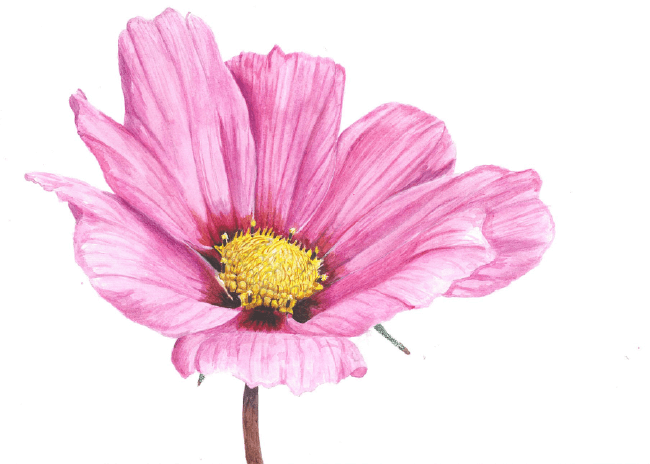 Pink Cosmos