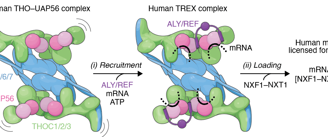 TRanscription and EXport complex (TREX) model