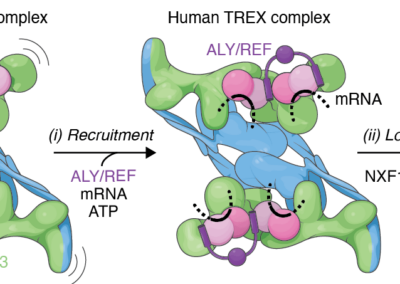 TRanscription and EXport complex (TREX) model