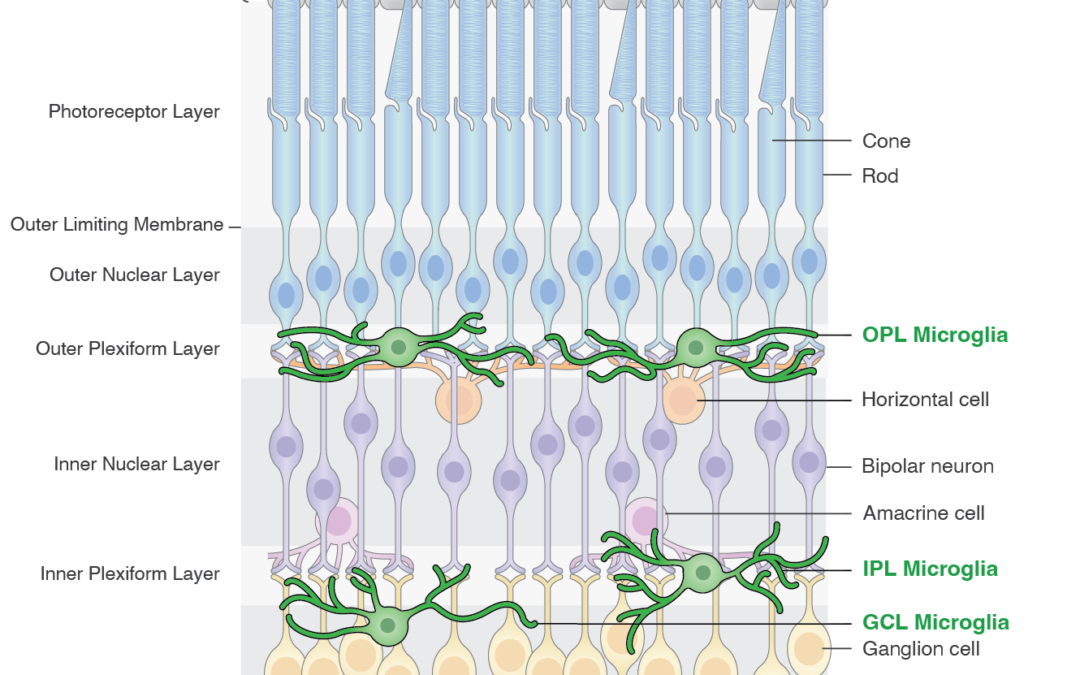 Structure of Mammalian Retina