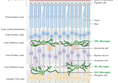 Structure of Mammalian Retina