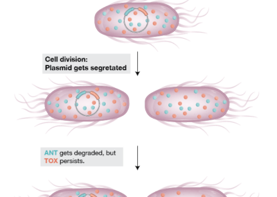 Toxin-Antidote elements in Bacteria