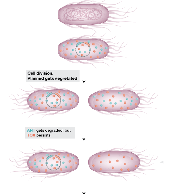 Toxin-Antidote elements in Bacteria