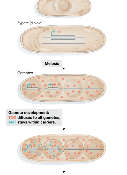 Toxin-Antidote elements in S. pombe