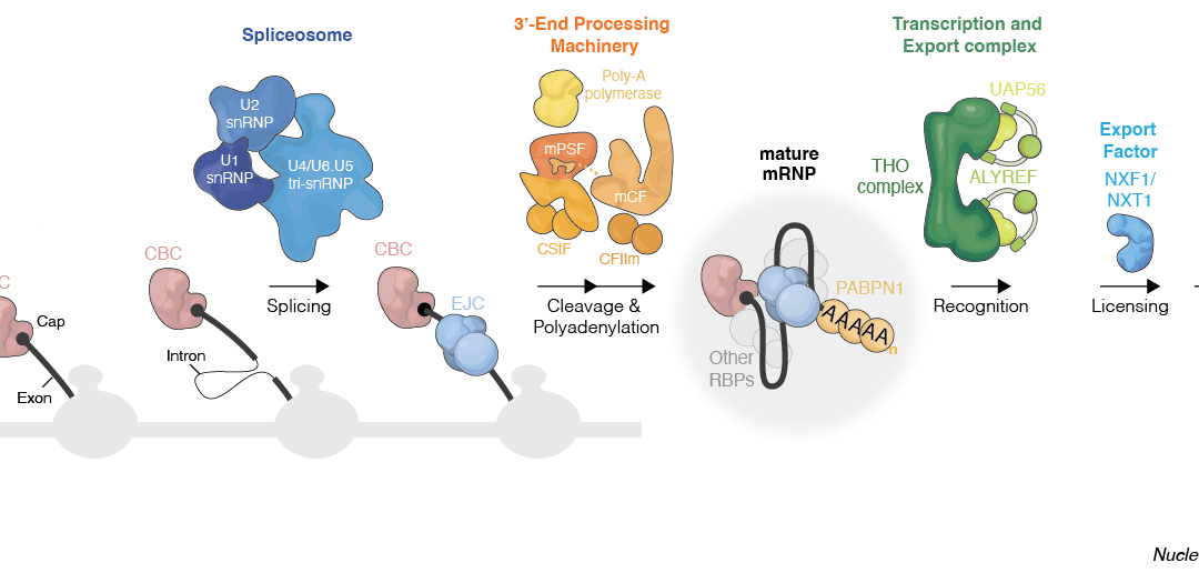 The machines that mature mRNA