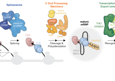 The machines that mature mRNA