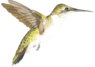 Female Ruby Throated Hummingbird